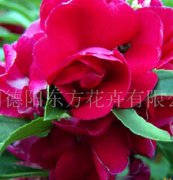 凤仙花（紫红色）花卉种子