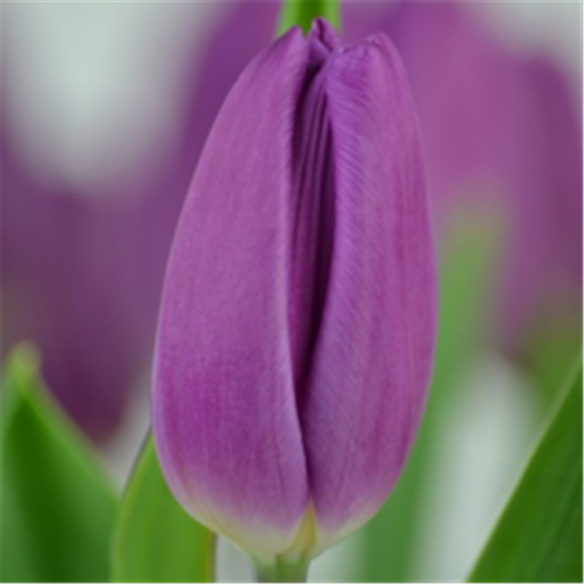 10、郁金香：紫色.jpg